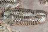 Five Trilobites (Four Species) in Association - Jorf, Morocco #334862-21
